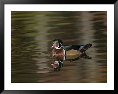 Wood Duck Drake Swimming, Chagrin Reservation, Cleveland, Ohio, Usa by Arthur Morris Pricing Limited Edition Print image
