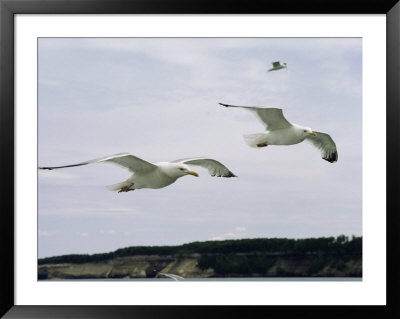 Herring Gulls In Flight by Phil Schermeister Pricing Limited Edition Print image
