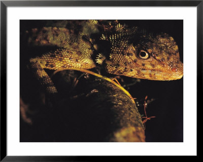 Close View Of Lizard by Mattias Klum Pricing Limited Edition Print image