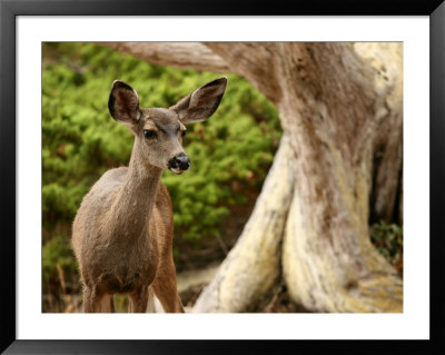 Young Deer In A Grove Of Rare Monterey Cypress Trees by Charles Kogod Pricing Limited Edition Print image