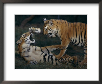 Two Bengal Tiger Cubs Wrestle Inside Their Enclosure by Michael Nichols Pricing Limited Edition Print image