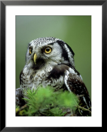 Northern Hawk Owl, Portrait, Montana, Usa by Frank Schneidermeyer Pricing Limited Edition Print image