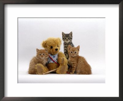 Domestic Cat, Two Ginger Kittens And A Tabby With Ginger Teddy Bear by Jane Burton Pricing Limited Edition Print image