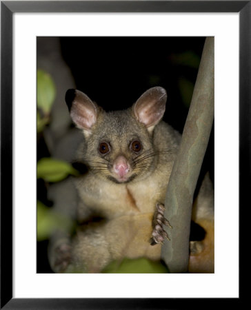 Common Brushtail Possum (Trichosurus Vulpecula), Pebbly Beach, Marramarang National Park, Australia by Thorsten Milse Pricing Limited Edition Print image