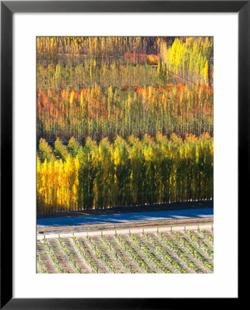 Autumn In Mt. Difficulty Vineyard, Central Otago, New Zealand by David Wall Pricing Limited Edition Print image