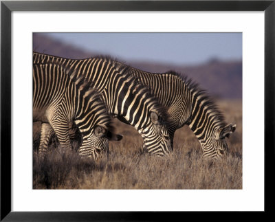 Zebras Grazing, Kenya, East Africa, Africa by James Gritz Pricing Limited Edition Print image