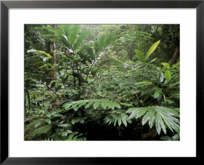 Broad Leaved Plants And Ferns Grow At Base Of Dipterocarp Rainforest, Danum Valley, Malaysia by Lousie Murray Pricing Limited Edition Print image