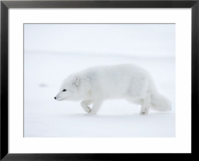 Arctic Fox (Polar Fox) (Alopex Lagopus), Churchill, Hudson Bay, Manitoba, Canada by Thorsten Milse Pricing Limited Edition Print image