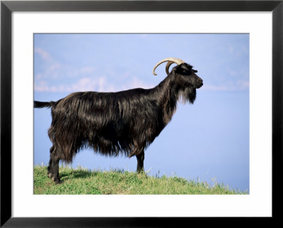 Mountain Goat, Corsica, France by Michael Busselle Pricing Limited Edition Print image