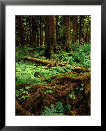 Rainforest Near Lake Quinault, Olympic National Park, Washington, Usa by Roberto Gerometta Pricing Limited Edition Print image