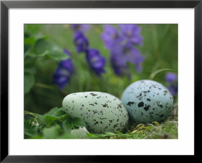 A Speckled Thick-Billed Murres Egg Nestled Among Purple Wildflowers by Joel Sartore Pricing Limited Edition Print image