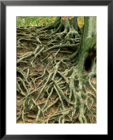 Common Beech, Showing Root System Above Ground, Uk by Ian West Pricing Limited Edition Print image