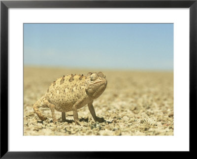 Namaqua Chameleon, Namib Desert, Nambia by Tim Jackson Pricing Limited Edition Print image