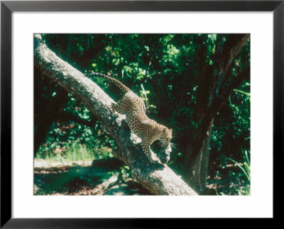 Leopard, Carrying 4-Week Old Cub Down Tree Over River, India by Mary Plage Pricing Limited Edition Print image