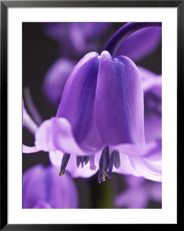 Hyacinthoides Non-Scripta, Close-Up by Mark Bolton Pricing Limited Edition Print image