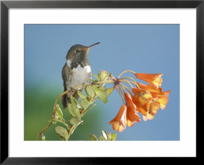 Volcano Hummingbird, Male Perched On A Climbing Lily, Forest Edge,800M, Costa Rica by Michael Fogden Pricing Limited Edition Print image
