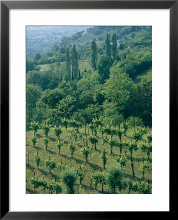 Green Rolling Hillside With Vineyards In Foreground by Todd Gipstein Pricing Limited Edition Print image