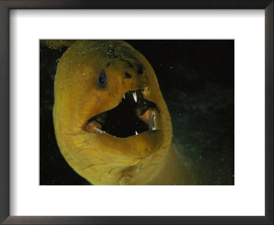 A Close View Of A Green Moray Eel by Bill Curtsinger Pricing Limited Edition Print image