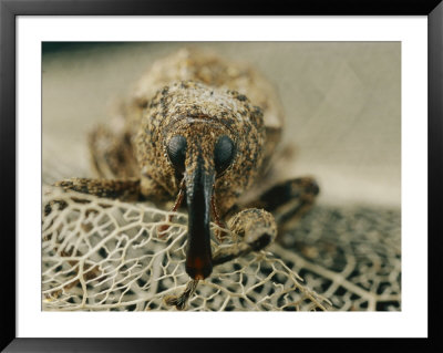 Portrait Of A Weevil Looking Toward The Camera by Darlyne A. Murawski Pricing Limited Edition Print image