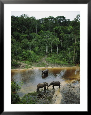 Three Male Forest Elephants Quench Their Thirst In The Modoubou River by Michael Nichols Pricing Limited Edition Print image