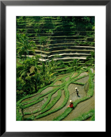 Ubud, Rice Terraces, Bali, Indonesia by Steve Vidler Pricing Limited Edition Print image