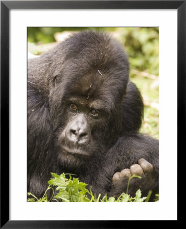 Silverback Mountain Gorilla In Parc National Des Volcans, Rwanda by Ariadne Van Zandbergen Pricing Limited Edition Print image