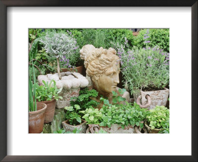 Lavender In Shell Pot, Welsh Onion, French Marjoram, Gold Tipped Marjoram, Parsley, Nepeta by Linda Burgess Pricing Limited Edition Print image