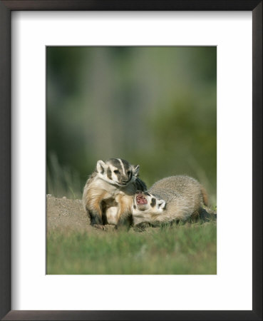 Young American Badgers by Norbert Rosing Pricing Limited Edition Print image