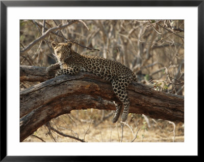 A Leopard, Panthera Pardus, Resting On A Large Tree Limb by Michael S. Lewis Pricing Limited Edition Print image