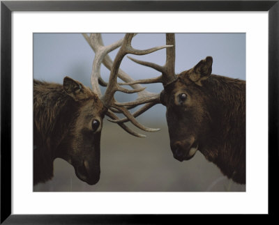 Two Caribou Lock Antlers In Competition by Joel Sartore Pricing Limited Edition Print image