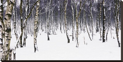 Birches by Chris Farrow Pricing Limited Edition Print image