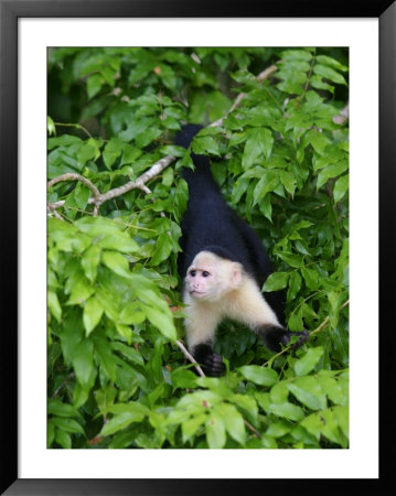 White Throated Capuchin Monkey Hanging From A Branch, Panama City, Panama by Paul Kennedy Pricing Limited Edition Print image