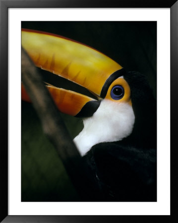 Colorful Toco Toucan's Blue Eye And Yellow, Orange And Red Beak by Jason Edwards Pricing Limited Edition Print image