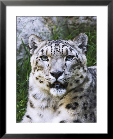 Portrait Of Snow Leopard At The Sacramento Zoo, Sacramento, California, Usa by Dennis Flaherty Pricing Limited Edition Print image