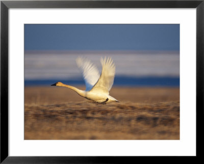 Tundra Swan Or Whistling Swan, In Flight, Arctic National Wildlife Refuge, Alaska, Usa by Steve Kazlowski Pricing Limited Edition Print image