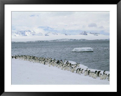 A Group Of Adelie Penguins Marching Along A Shoreline by Gordon Wiltsie Pricing Limited Edition Print image