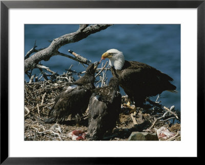 An Eagle Feeds Its Two Month-Old Eaglets by Norbert Rosing Pricing Limited Edition Print image