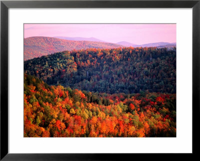 Trees In Autumn, Usa by Mark Newman Pricing Limited Edition Print image