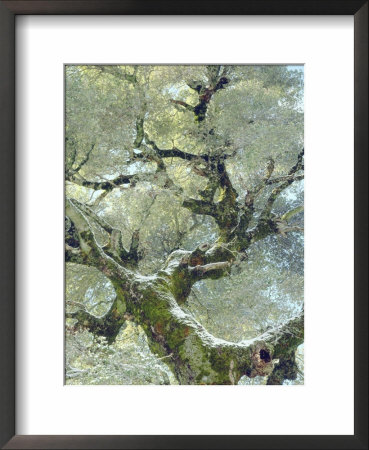Snow And Moss On Live Oak Tree In Cuyamama Rancho State Park, California, Usa by Christopher Talbot Frank Pricing Limited Edition Print image