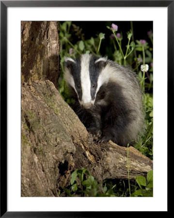 Badger On Tree Stump, Vaud, Switzerland by David Courtenay Pricing Limited Edition Print image