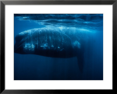 Southern Right Whale, Adult, Peninsula Valdes by Gerard Soury Pricing Limited Edition Print image