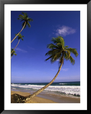 Tropics, Palm & Ocean by Timothy O'keefe Pricing Limited Edition Print image