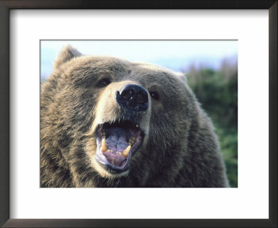 Grizzly Bear, Ursus Arctos by Mark Newman Pricing Limited Edition Print image