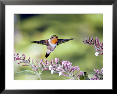 Scintillant Hummingbird, Male At Gonzalagunia Rosea, 500M, Costa Rica by Michael Fogden Pricing Limited Edition Print image