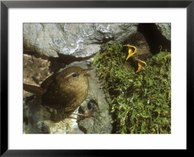 Wren, Feeding Young by David Boag Pricing Limited Edition Print image