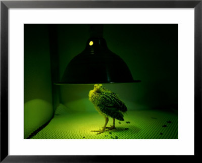 An Young Attwaters Prairie-Chicken Basks In The Warmth Of A Heat Lamp by Joel Sartore Pricing Limited Edition Print image