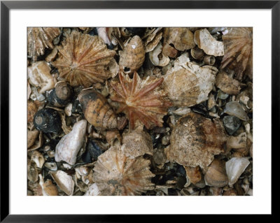 Fossil Seashells Found During Excavation Include Limpets And Periwinkles by Ira Block Pricing Limited Edition Print image