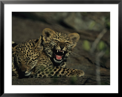 Yawning Four-Month-Old Leopard Cub With Its Sleeping Sibling by Kim Wolhuter Pricing Limited Edition Print image