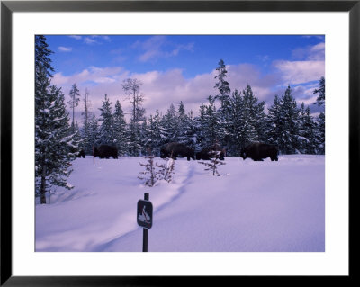 Bison Roam Through A Snow-Covered Yellowstone National Park by O. Louis Mazzatenta Pricing Limited Edition Print image