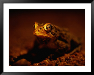 A Close View Of A Houston Toad, An Endangered Species by Joel Sartore Pricing Limited Edition Print image